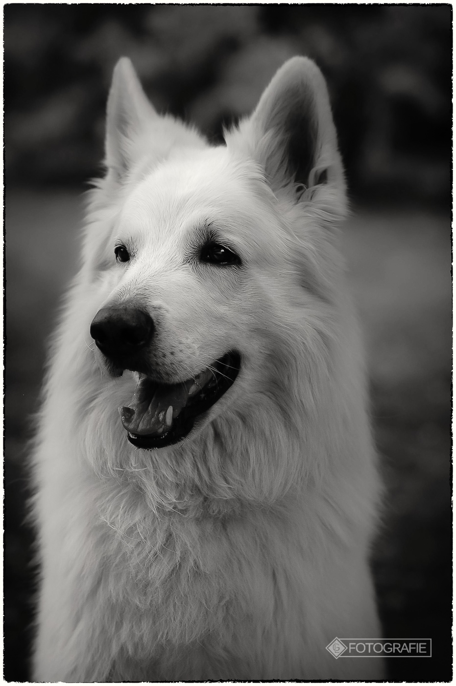 White shepherd 05